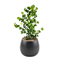 Ficus Pandora Benjamina in Charcoal Pot - Potted plant - Tumbleweed Plants - Online Plant Delivery Singapore