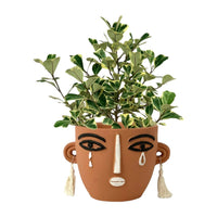 Ficus Triangularis Variegated (0.3m)