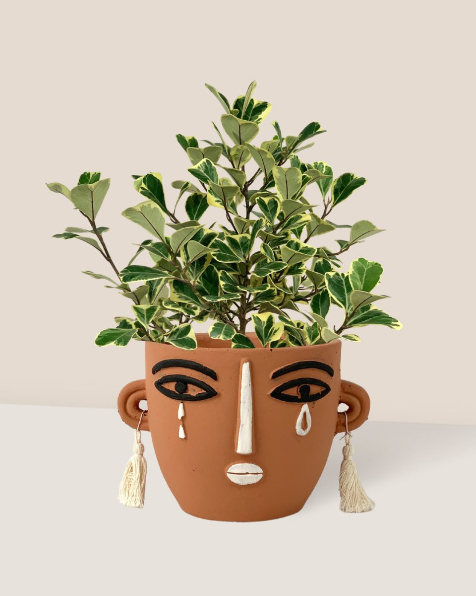 Ficus Triangularis Variegated - polly planter - brown short - Potted plant - Tumbleweed Plants - Online Plant Delivery Singapore