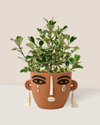 Ficus Triangularis Variegated - polly planter - brown short - Potted plant - Tumbleweed Plants - Online Plant Delivery Singapore