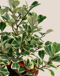 Ficus Triangularis Variegated - grow pot 12cm - Potted plant - Tumbleweed Plants - Online Plant Delivery Singapore