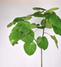 Ficus Umbellata Tree - 120cm