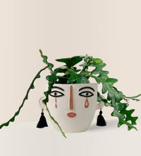 Fishbone cactus - white short polly - Potted plant - Tumbleweed Plants - Online Plant Delivery Singapore