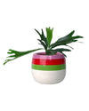French Staghorn Fern paired with poppy planter - ariel