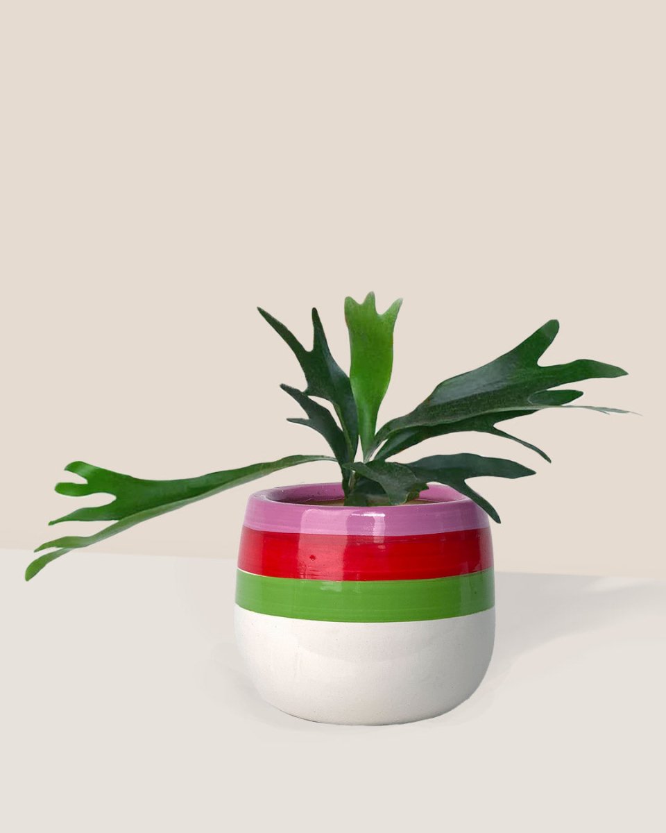 French Staghorn Fern paired with poppy planter - ariel
