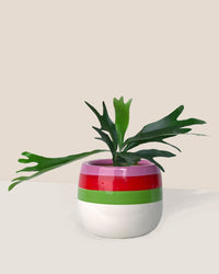French Staghorn Fern paired with poppy planter - ariel