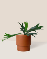 French Staghorn Fern paired with plinth pot - chestnut/large