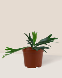 French Staghorn Fern in a grow pot