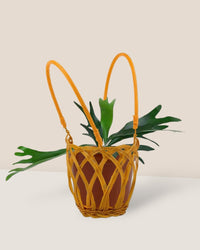 French Staghorn Fern paired with hanging basket
