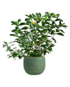 Gardenia Jasminoides - bauble planter - jade green - Potted plant - Tumbleweed Plants - Online Plant Delivery Singapore