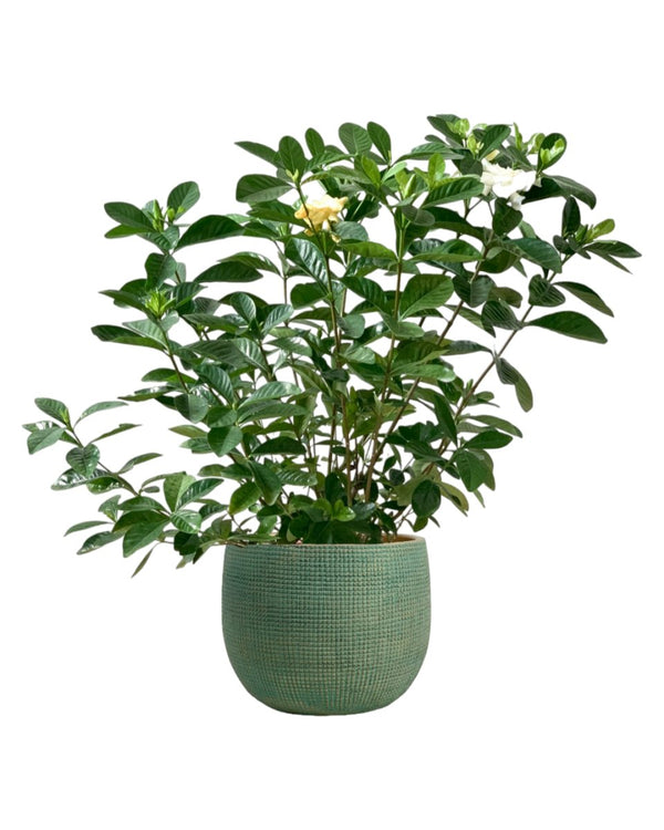 Gardenia Jasminoides - bauble planter - jade green - Potted plant - Tumbleweed Plants - Online Plant Delivery Singapore