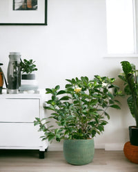 Gardenia Jasminoides - bauble planter - jade green - Potted plant - Tumbleweed Plants - Online Plant Delivery Singapore