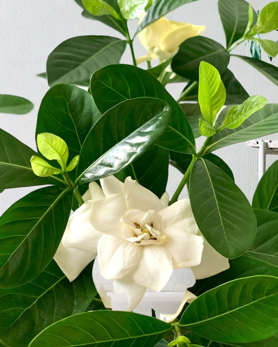 Gardenia Jasminoides - bauble planter - jade green - Potted plant - Tumbleweed Plants - Online Plant Delivery Singapore