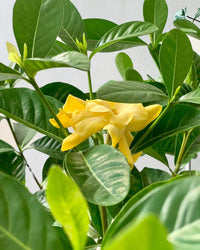 Gardenia Jasminoides - grow pot - Potted plant - Tumbleweed Plants - Online Plant Delivery Singapore