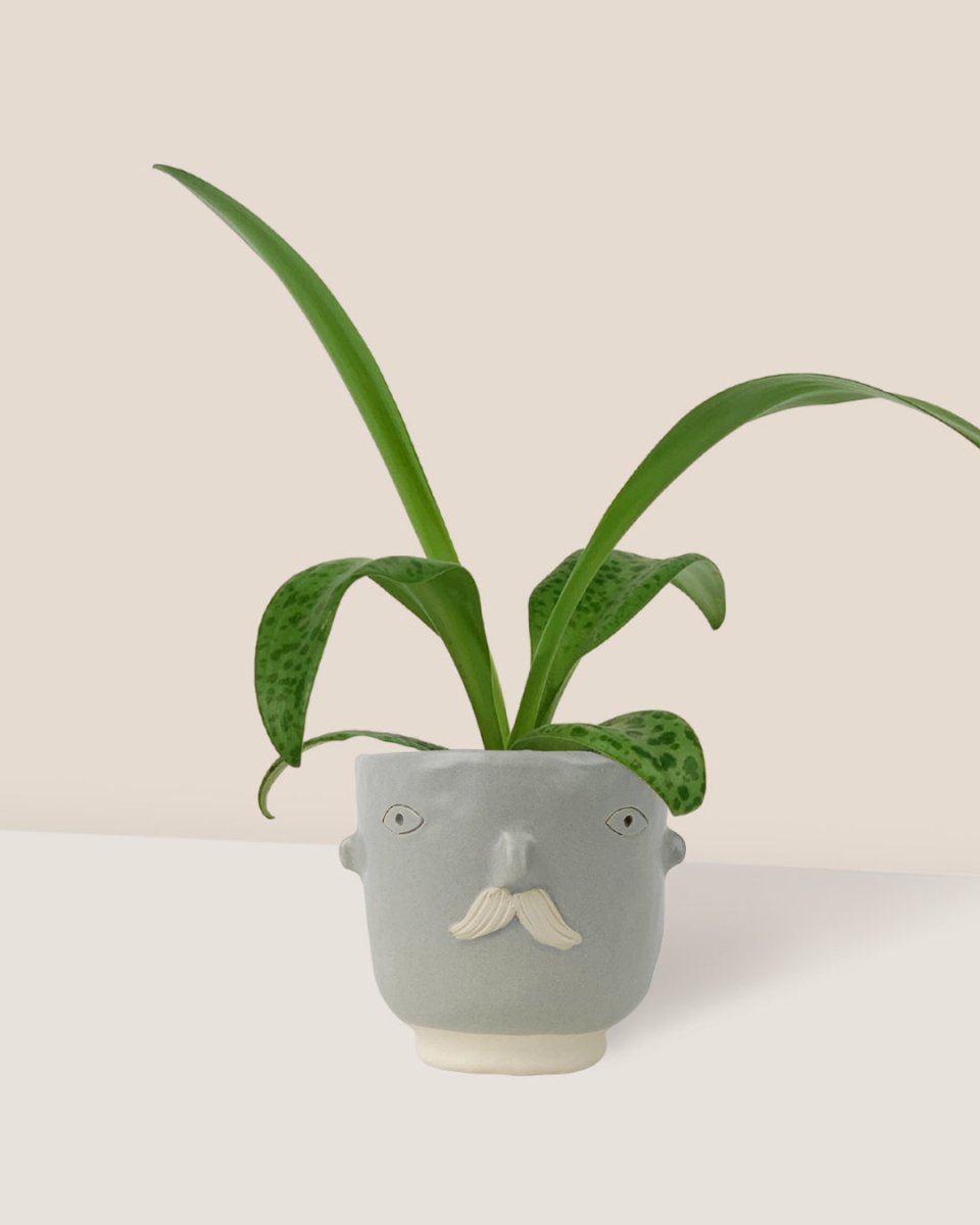 Giant Squill 'Drimiopsis Kirkii' - misfit grey moustache man - Potted plant - Tumbleweed Plants - Online Plant Delivery Singapore