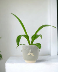 Giant Squill 'Drimiopsis Kirkii' - misfit grey moustache man - Potted plant - Tumbleweed Plants - Online Plant Delivery Singapore