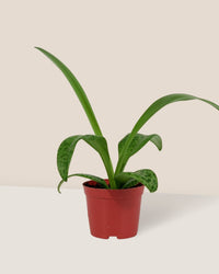 Giant Squill 'Drimiopsis Kirkii' - grow pot - Potted plant - Tumbleweed Plants - Online Plant Delivery Singapore