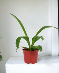 Giant Squill 'Drimiopsis Kirkii' - grow pot - Potted plant - Tumbleweed Plants - Online Plant Delivery Singapore