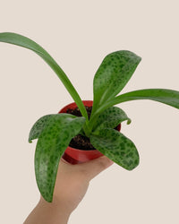 Giant Squill 'Drimiopsis Kirkii' - grow pot - Potted plant - Tumbleweed Plants - Online Plant Delivery Singapore