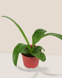 Giant Squill 'Drimiopsis Kirkii' - grow pot - Potted plant - Tumbleweed Plants - Online Plant Delivery Singapore