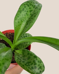 Giant Squill 'Drimiopsis Kirkii' - grow pot - Potted plant - Tumbleweed Plants - Online Plant Delivery Singapore