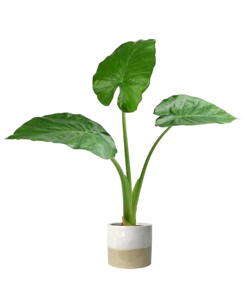 Giant Taro paired with cream two tone planter