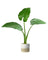 Giant Taro Medium