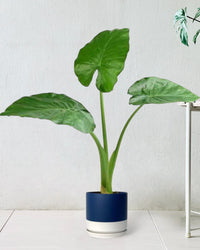 Giant Taro paired with blue white two tone pot