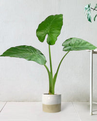 Giant Taro paired with cream two tone planter