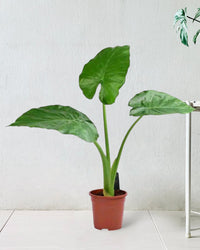 Giant Taro in a grow pot