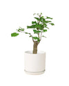 Ginkgo Biloba - white cylinder pot - Potted plant - Tumbleweed Plants - Online Plant Delivery Singapore