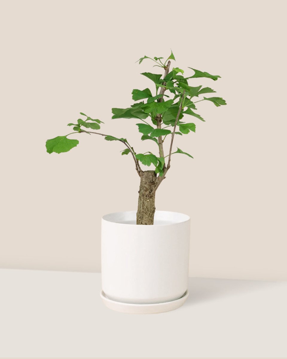 Ginkgo Biloba - white cylinder pot - Potted plant - Tumbleweed Plants - Online Plant Delivery Singapore