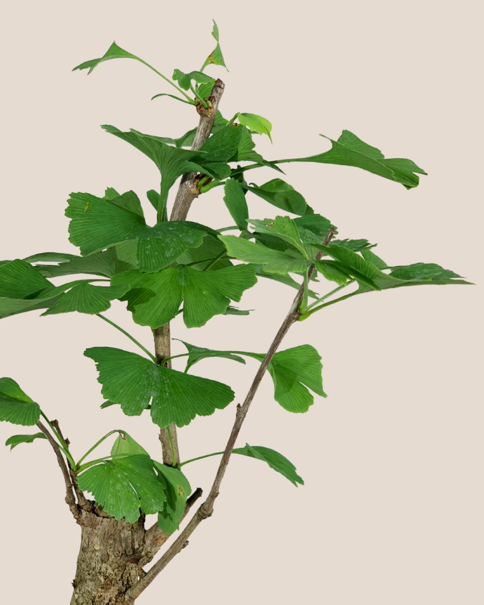 Ginkgo Biloba - grow pot - Potted plant - Tumbleweed Plants - Online Plant Delivery Singapore