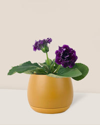 Gloxinia - Assorted Color - large addie planter - mustard - Potted plant - Tumbleweed Plants - Online Plant Delivery Singapore