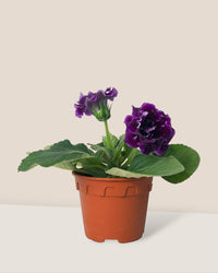 Gloxinia - Assorted Color - large addie planter - mustard - Potted plant - Tumbleweed Plants - Online Plant Delivery Singapore