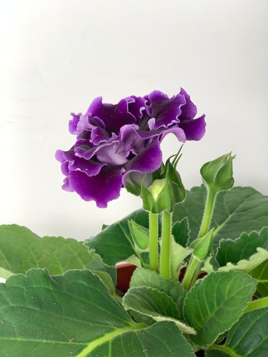 Gloxinia - Assorted Color - large addie planter - mustard - Potted plant - Tumbleweed Plants - Online Plant Delivery Singapore