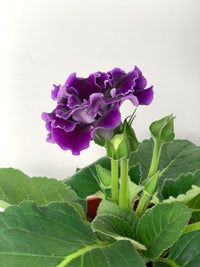 Gloxinia - Assorted Color - large addie planter - mustard - Potted plant - Tumbleweed Plants - Online Plant Delivery Singapore