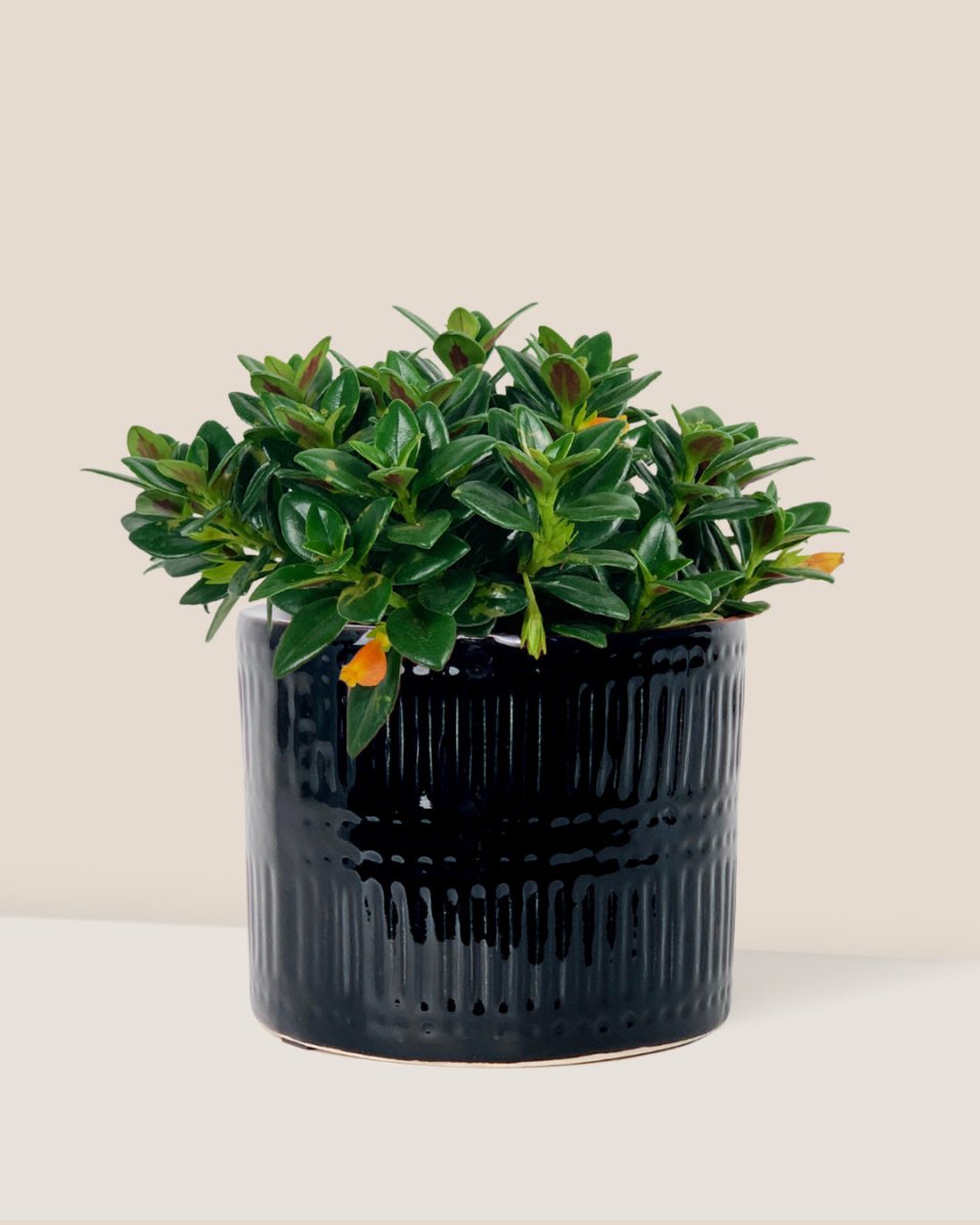 Goldfish Plant - Nematanthus - pocky pot - black - Potted plant - Tumbleweed Plants - Online Plant Delivery Singapore