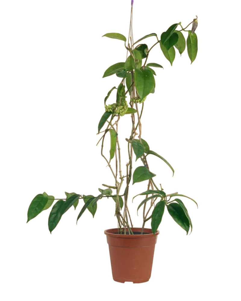 Hanging Hoya - Potted plant - Tumbleweed Plants - Online Plant Delivery Singapore