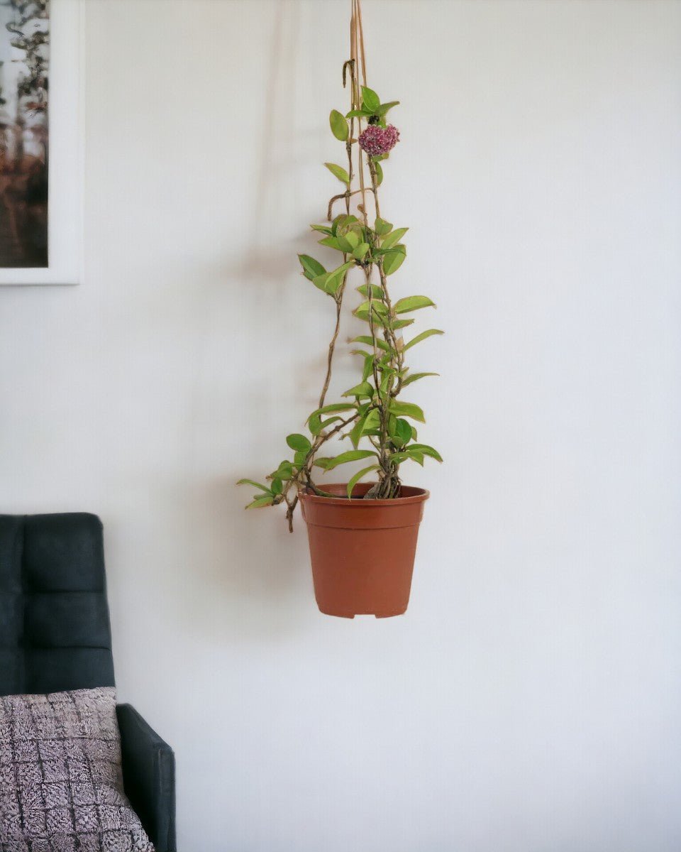 Hanging Hoya - Potted plant - Tumbleweed Plants - Online Plant Delivery Singapore