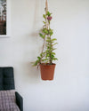 Hanging Hoya - Potted plant - Tumbleweed Plants - Online Plant Delivery Singapore
