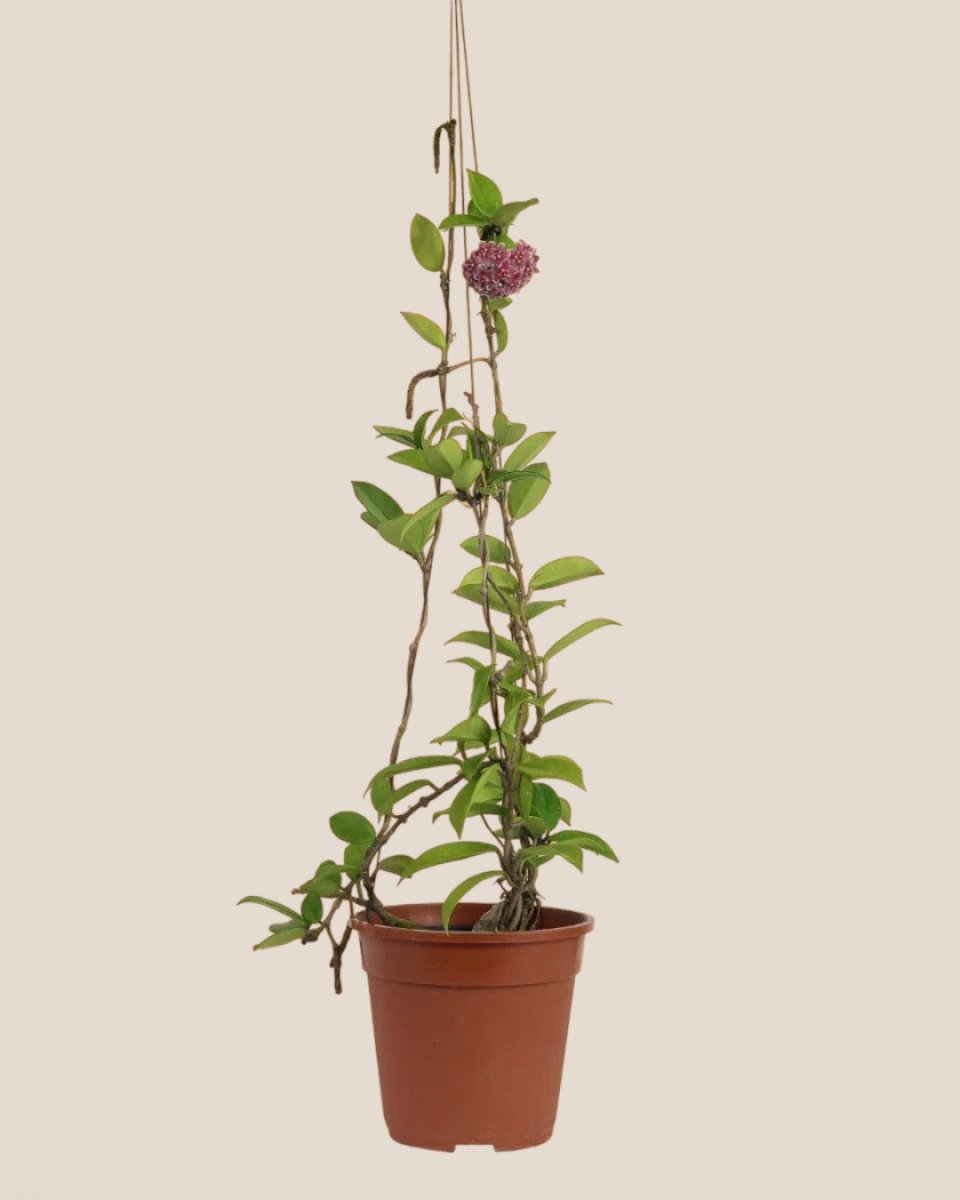 Hanging Hoya - Potted plant - Tumbleweed Plants - Online Plant Delivery Singapore
