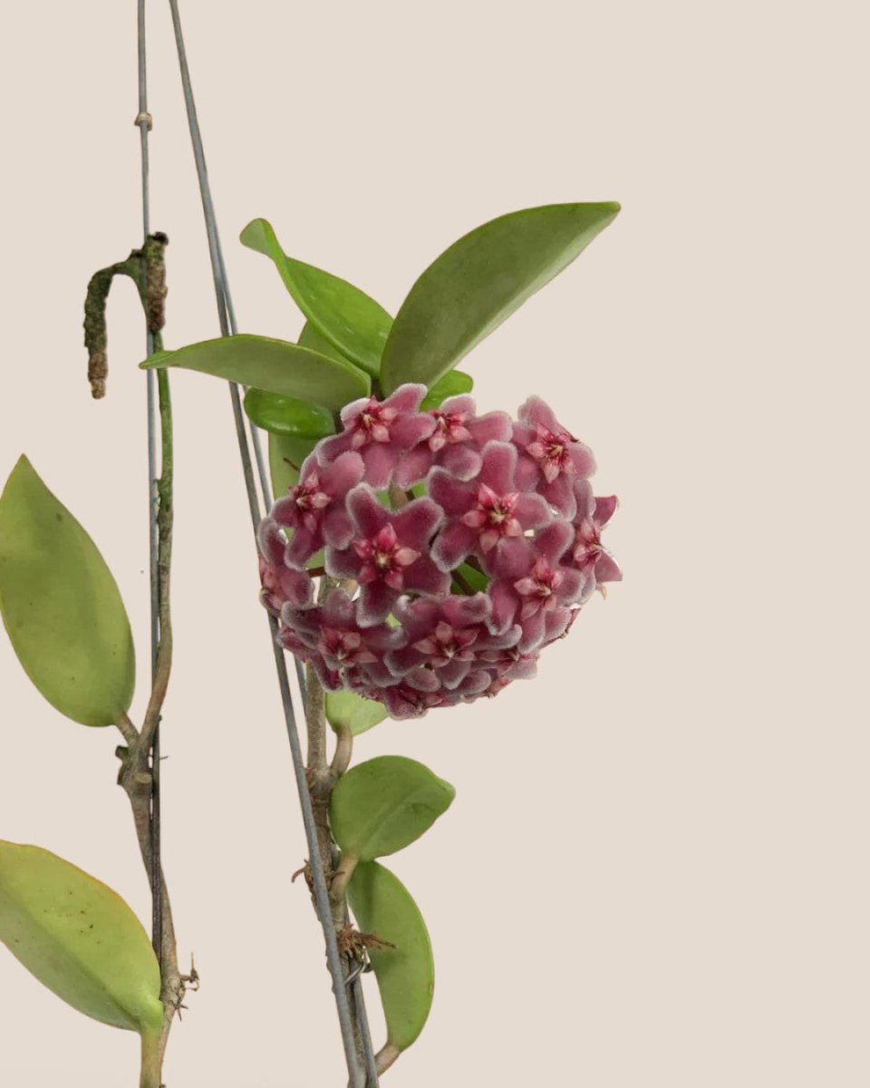 Hanging Hoya - Potted plant - Tumbleweed Plants - Online Plant Delivery Singapore