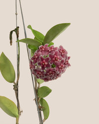 Hanging Hoya - Potted plant - Tumbleweed Plants - Online Plant Delivery Singapore