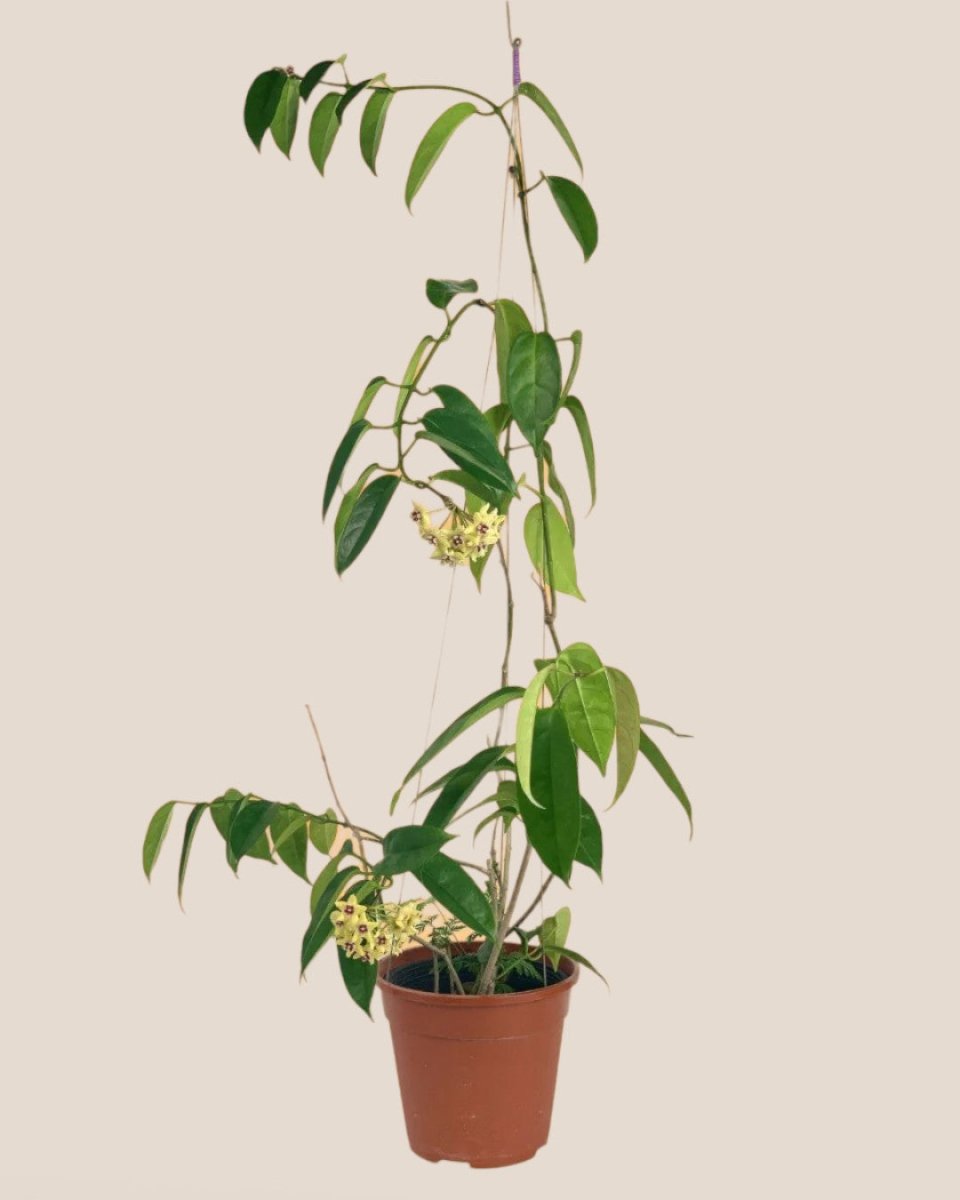 Hanging Hoya - Potted plant - Tumbleweed Plants - Online Plant Delivery Singapore
