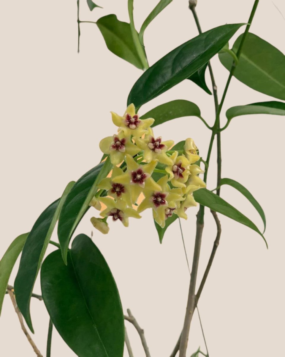 Hanging Hoya - Potted plant - Tumbleweed Plants - Online Plant Delivery Singapore