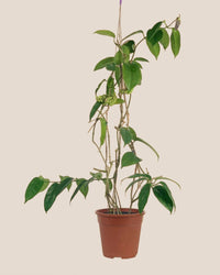 Hanging Hoya - Potted plant - Tumbleweed Plants - Online Plant Delivery Singapore
