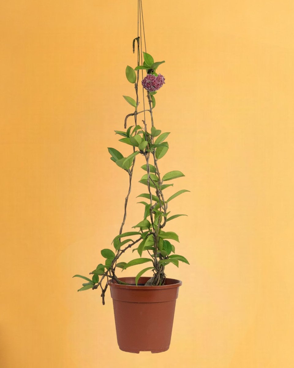 Hanging Hoya - Potted plant - Tumbleweed Plants - Online Plant Delivery Singapore