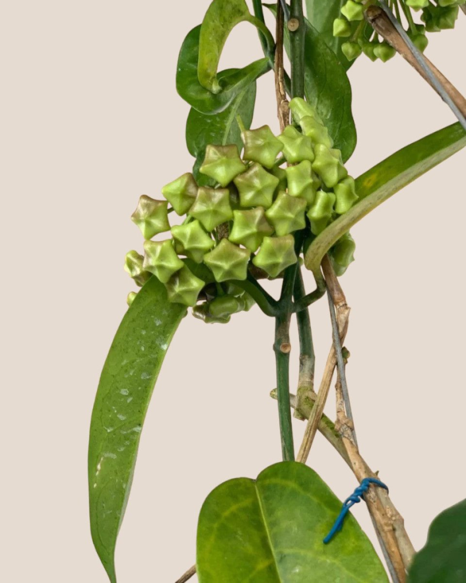 Hanging Hoya - Potted plant - Tumbleweed Plants - Online Plant Delivery Singapore