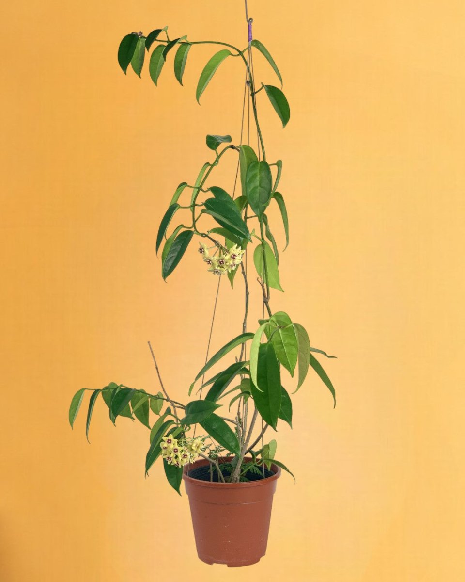 Hanging Hoya - Potted plant - Tumbleweed Plants - Online Plant Delivery Singapore
